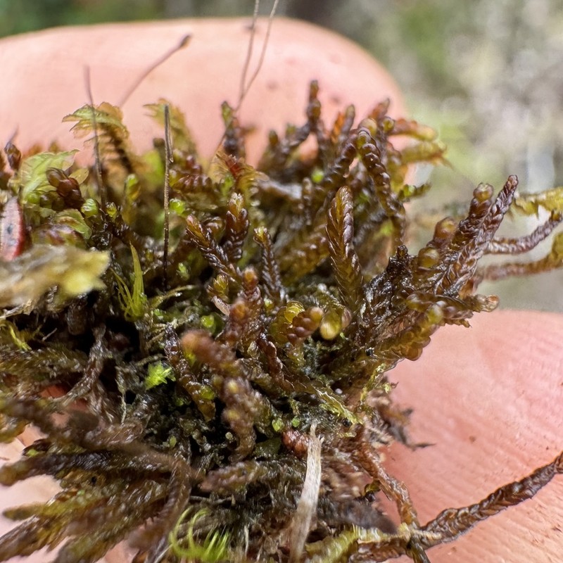 Odontoschisma elongatum photo 7