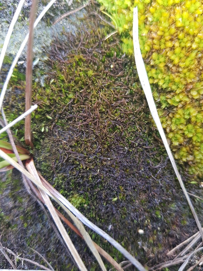 Odontoschisma elongatum photo 8