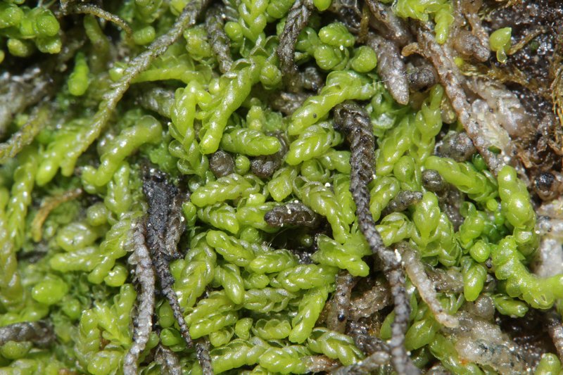 Odontoschisma macounii