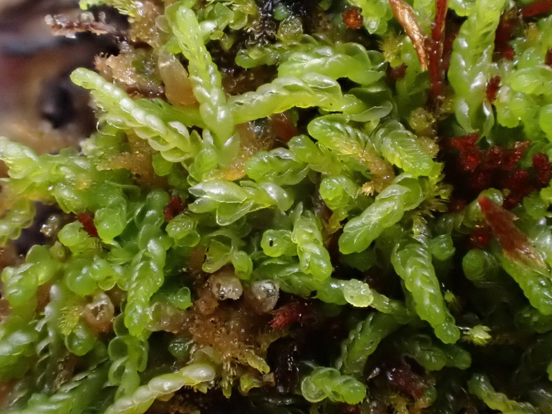 Odontoschisma macounii