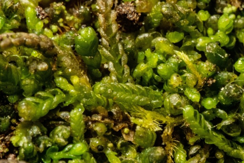 Odontoschisma macounii photo 2