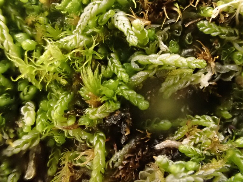 Odontoschisma macounii photo 3
