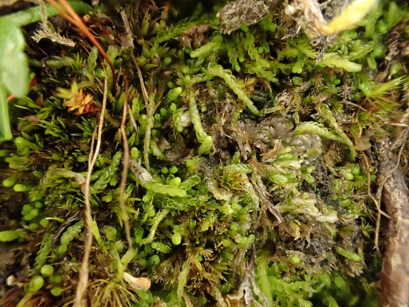 Odontoschisma macounii photo 4