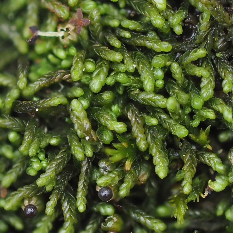 Odontoschisma macounii photo 6