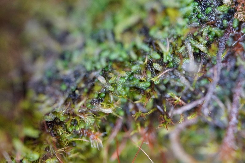Odontoschisma macounii photo 7