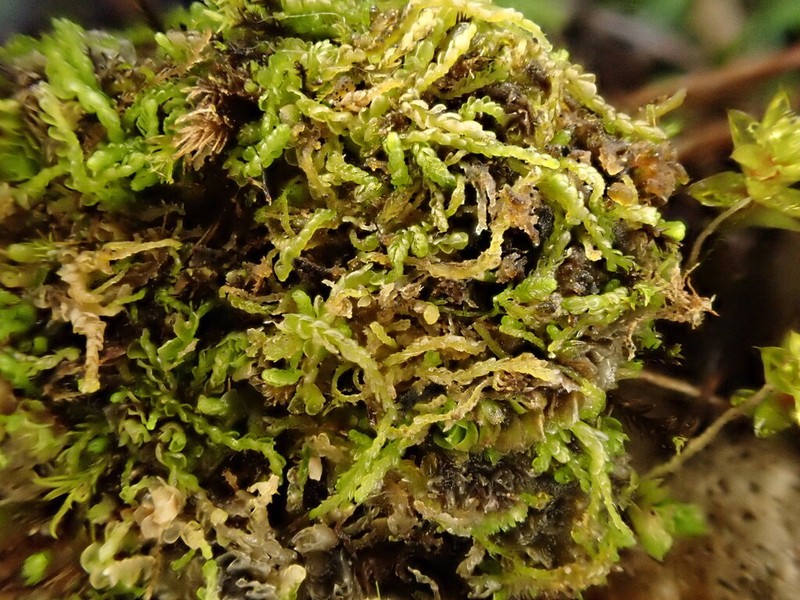 Odontoschisma macounii photo 8
