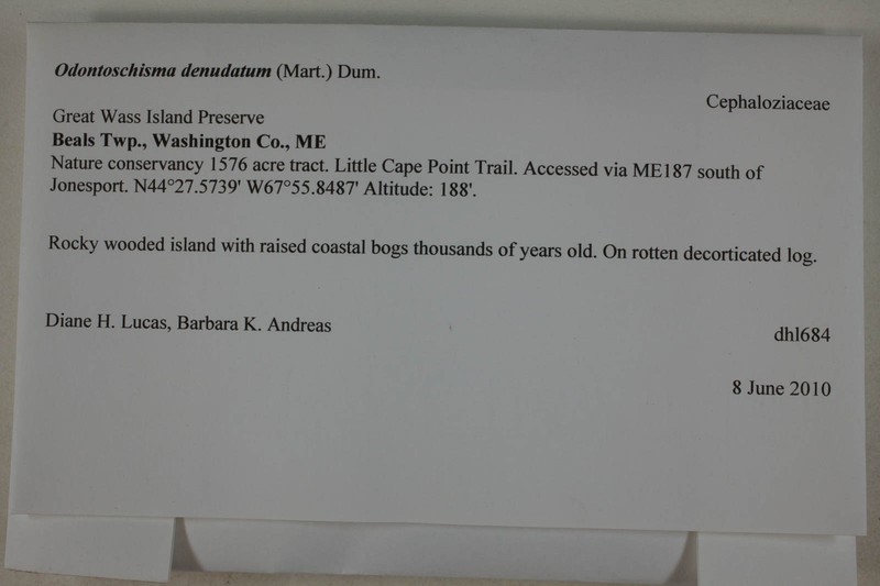 Odontoschisma prostratum photo 2