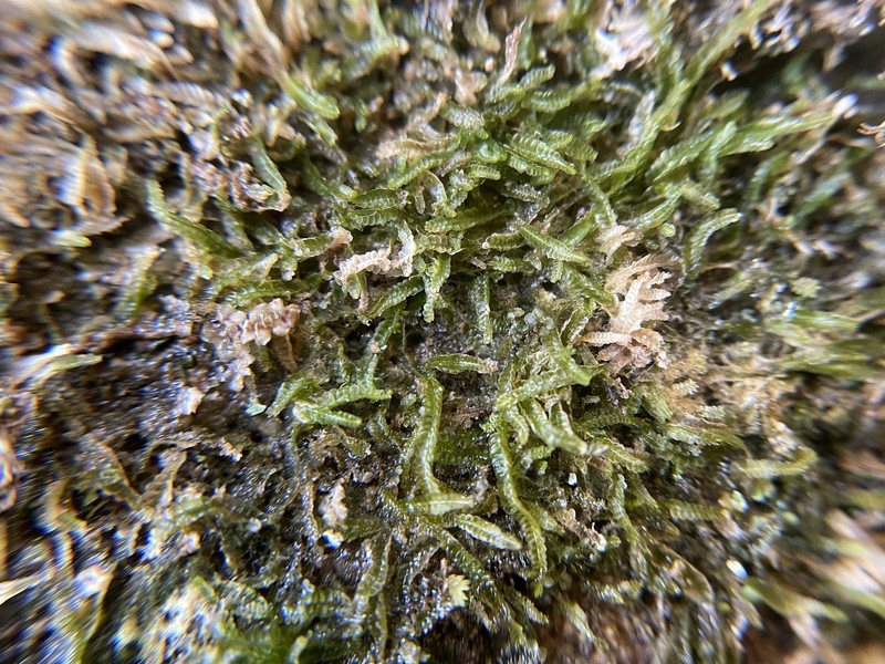 Odontoschisma sphagni