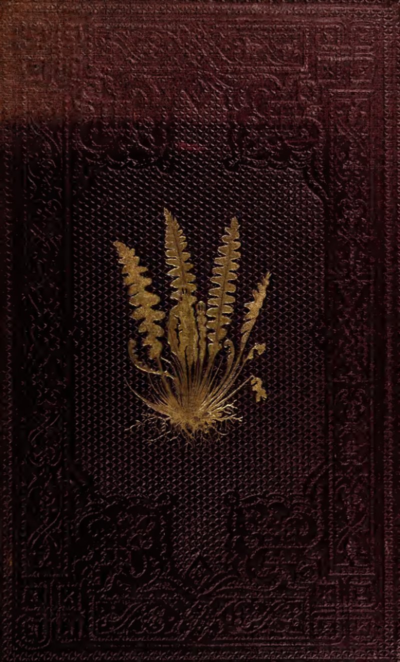 Thicket Creepingfern