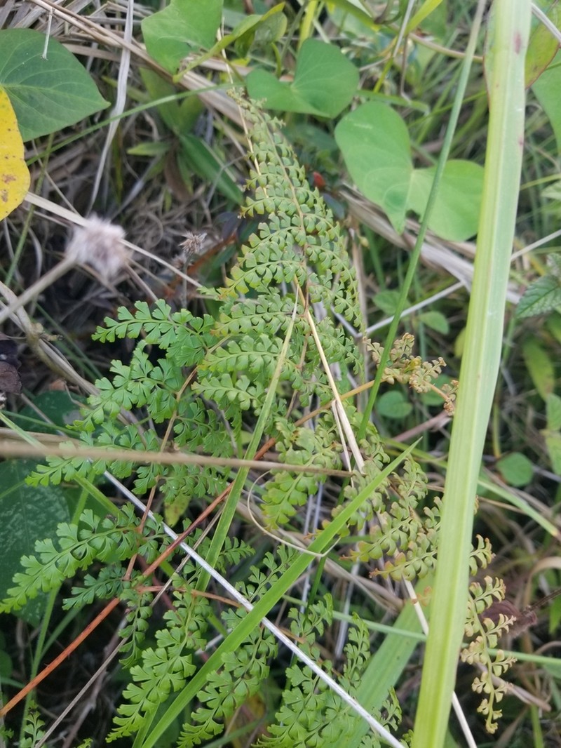 Thicket Creepingfern