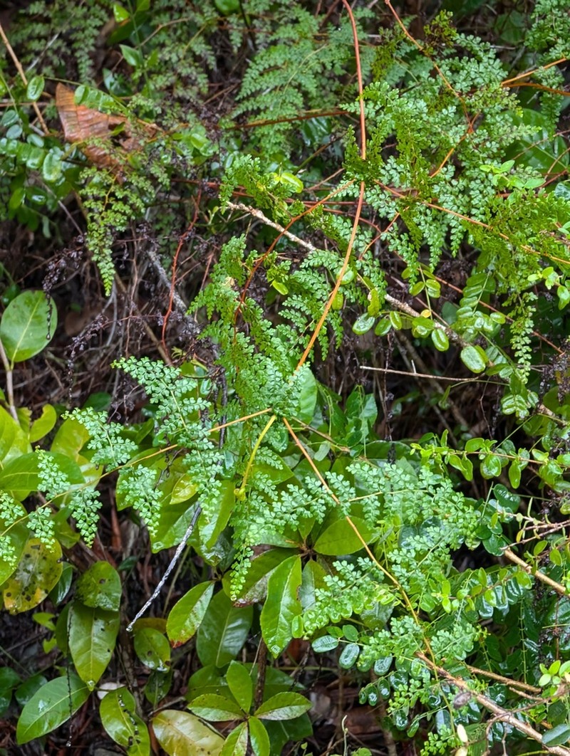 Thicket Creepingfern photo 2