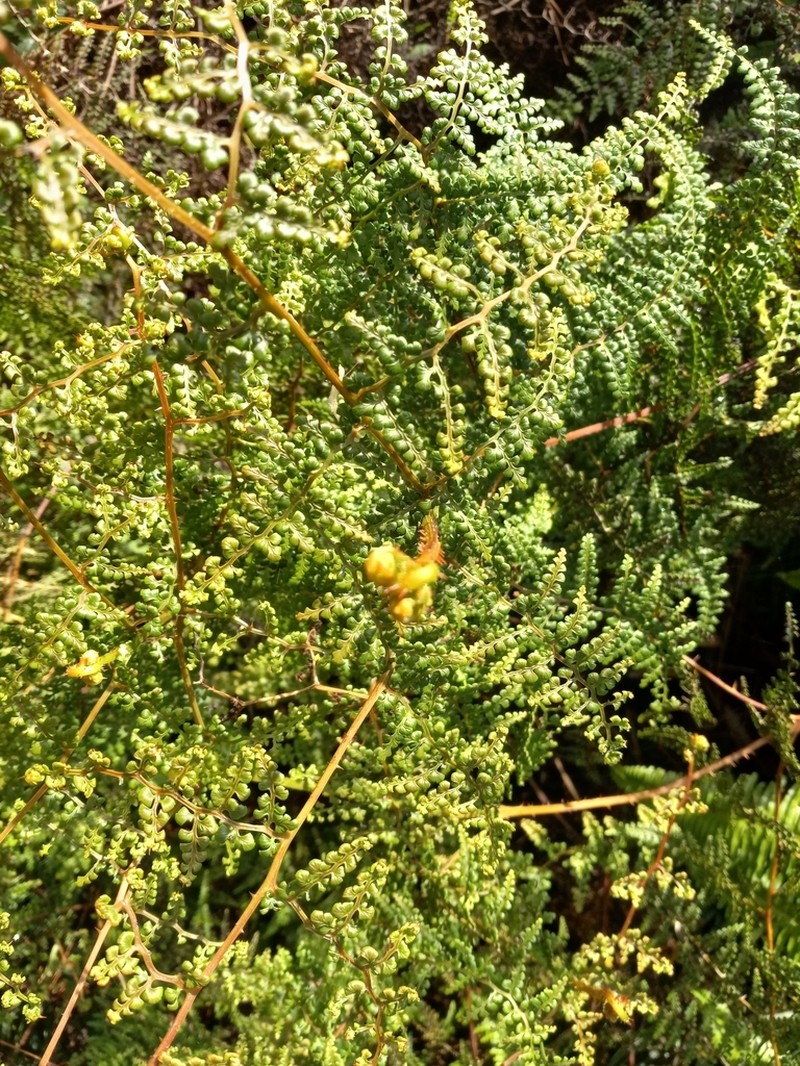 Thicket Creepingfern photo 3