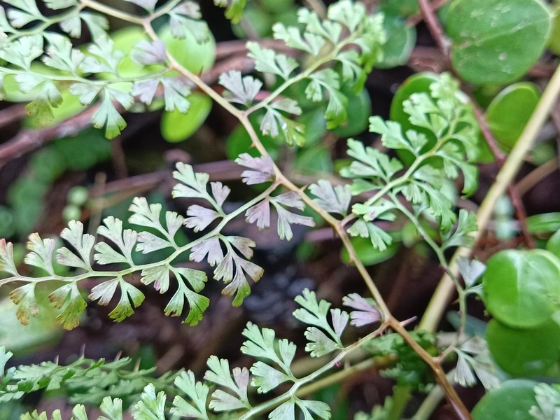 Thicket Creepingfern photo 4