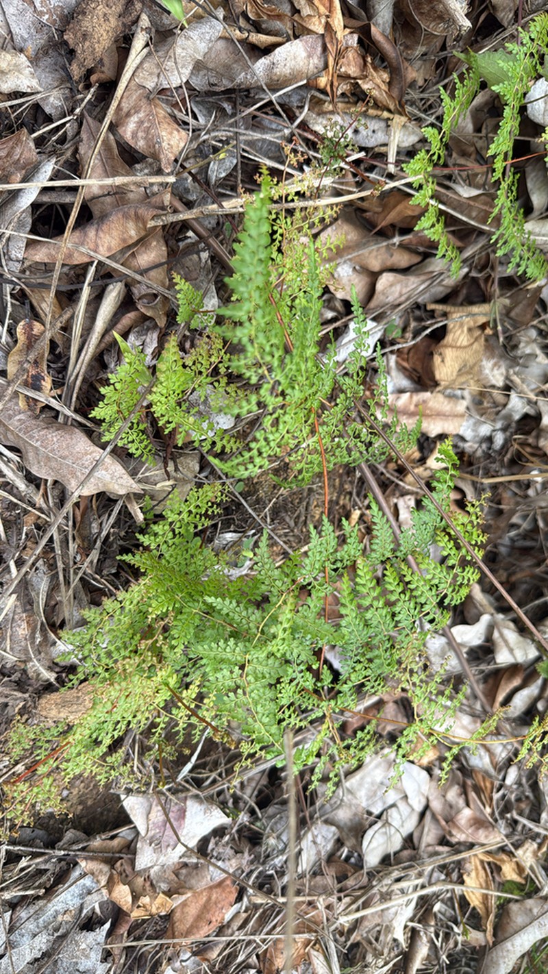 Thicket Creepingfern photo 5