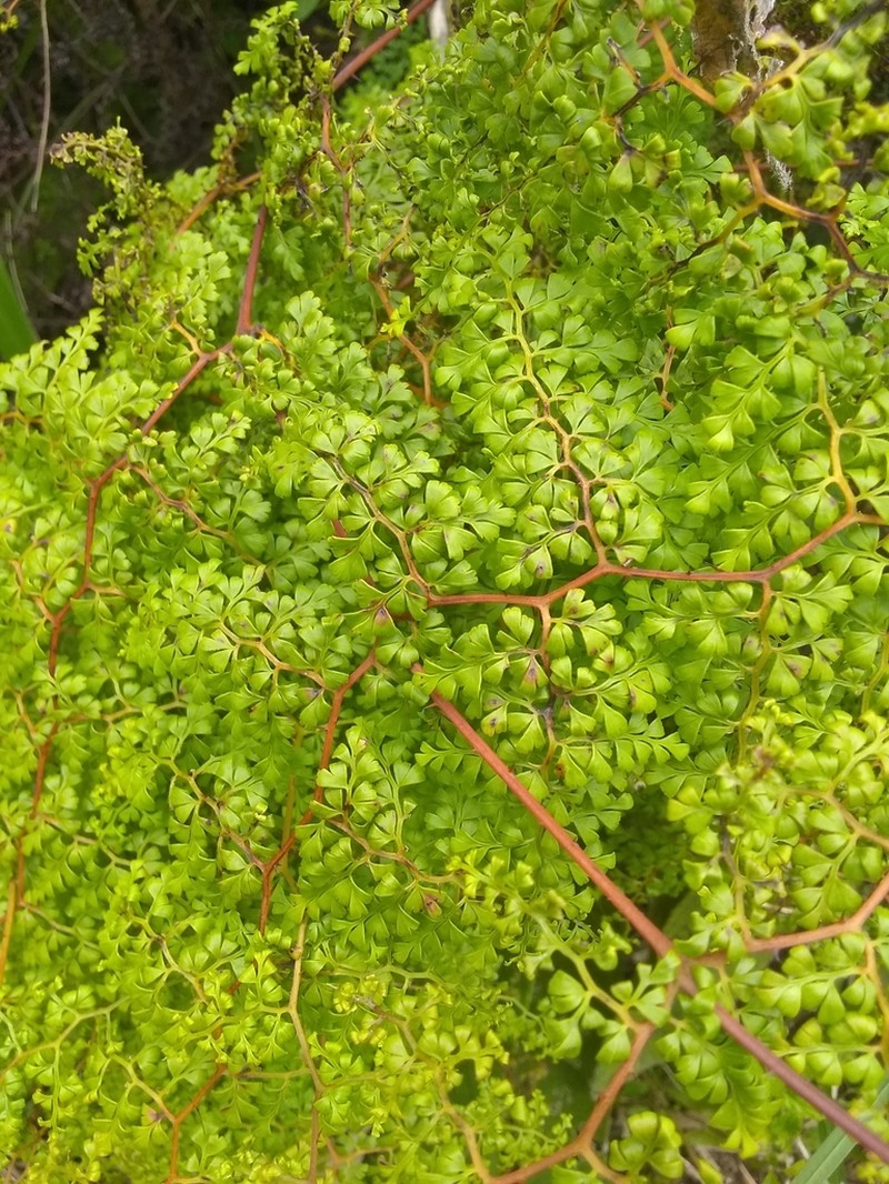 Thicket Creepingfern photo 6