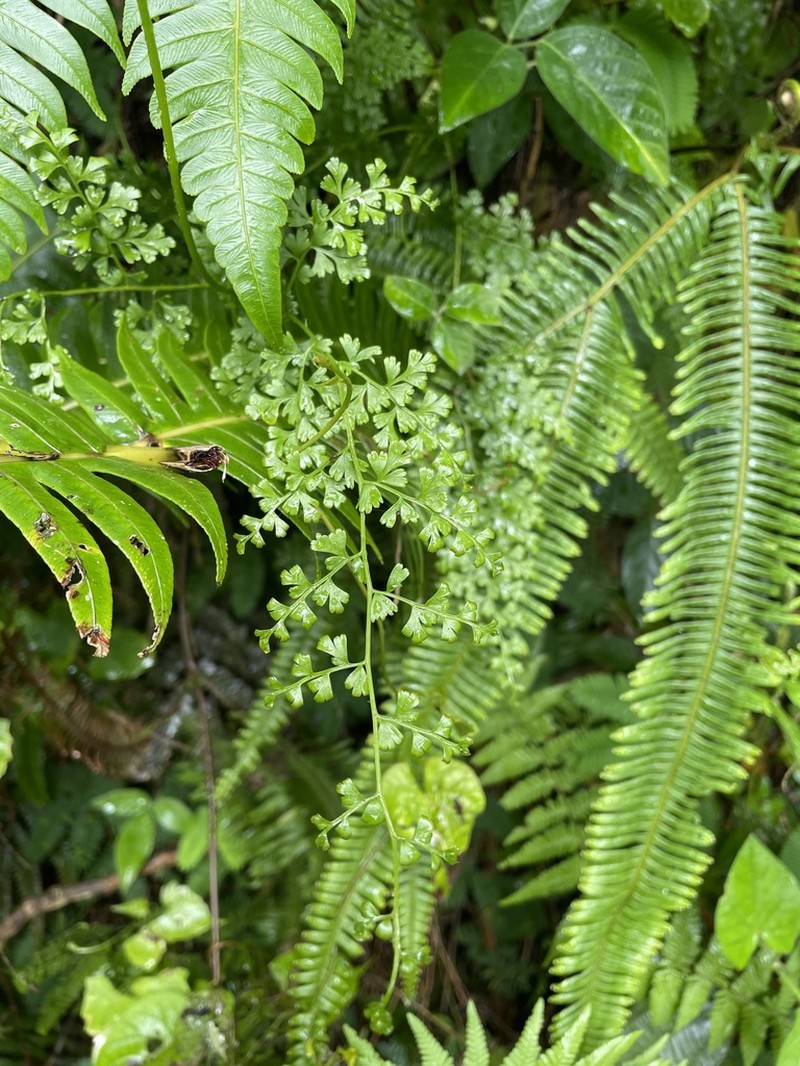 Thicket Creepingfern photo 7