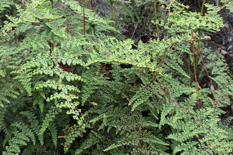 Thicket Creepingfern photo 8