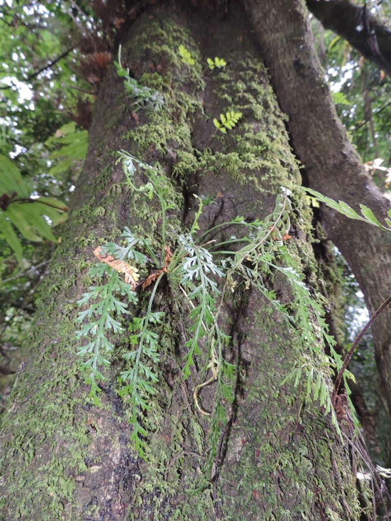Odontosoria afra