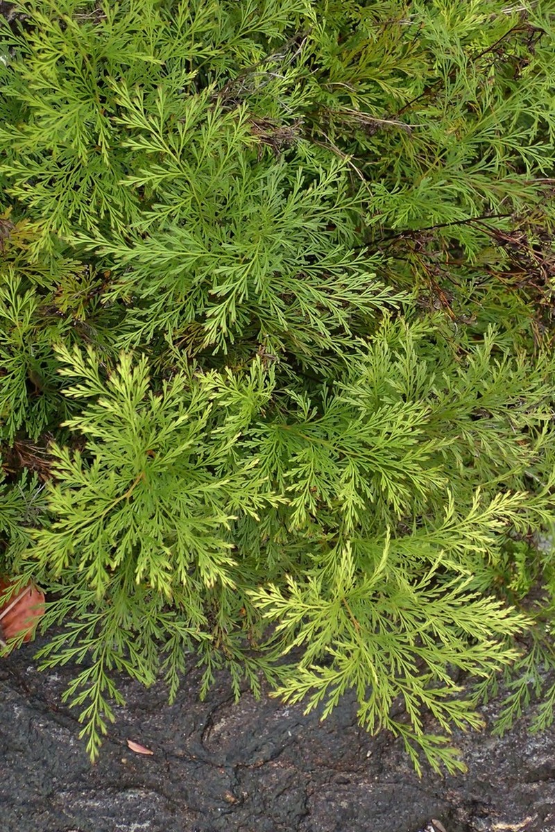 Odontosoria angustifolia