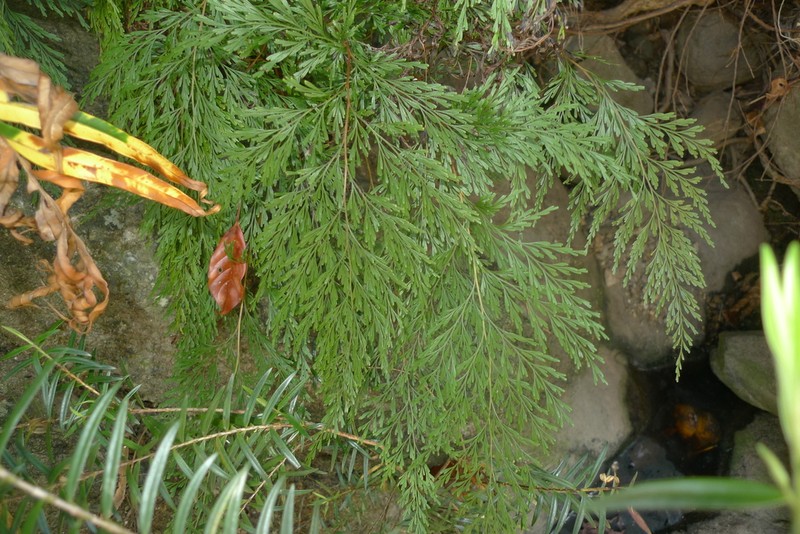 Odontosoria angustifolia photo 3