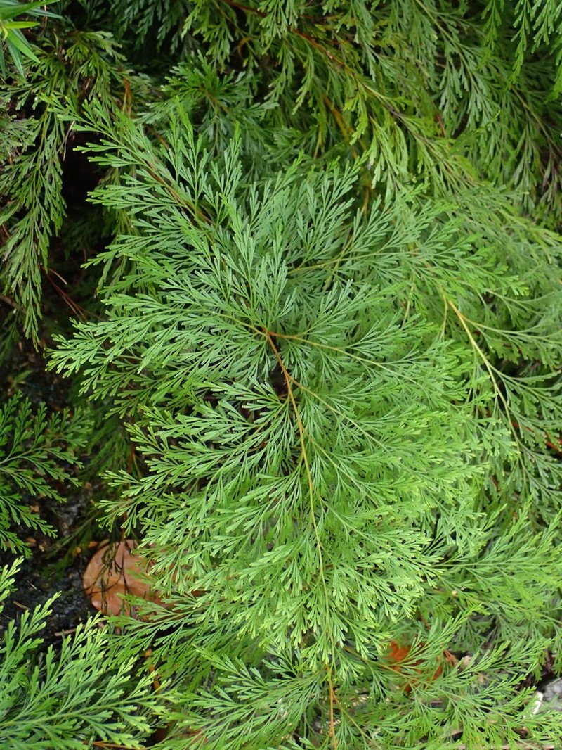 Odontosoria angustifolia photo 4