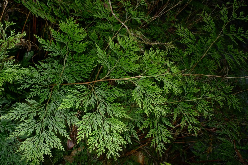 Odontosoria angustifolia photo 5