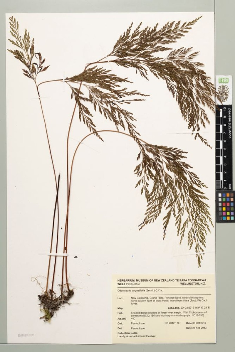 Odontosoria angustifolia photo 7