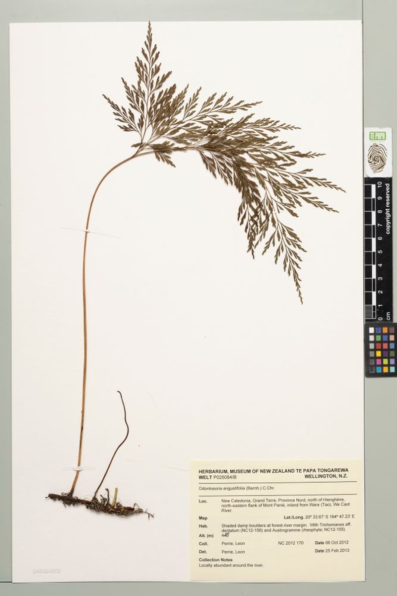Odontosoria angustifolia photo 8