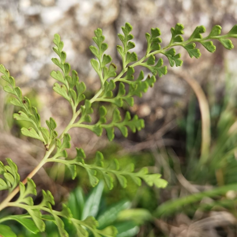 Odontosoria biflora