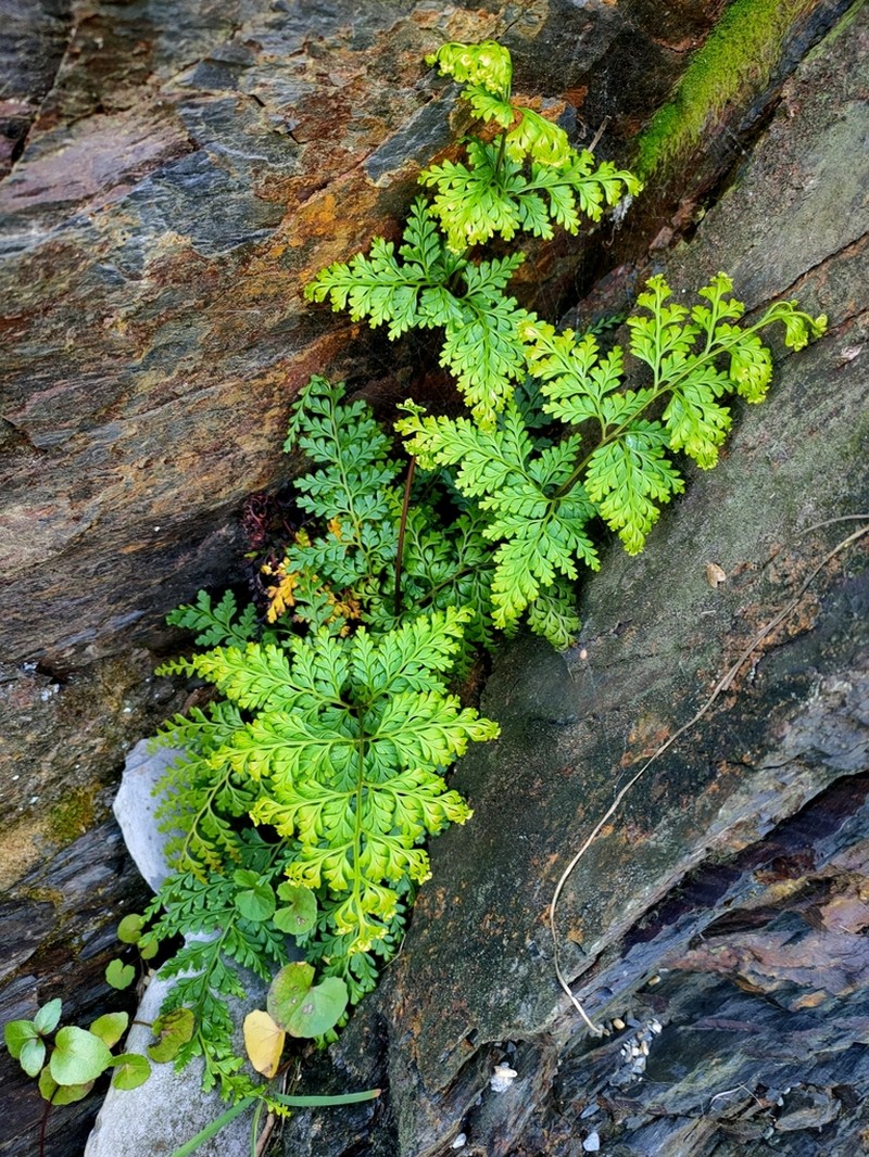 Odontosoria biflora photo 2