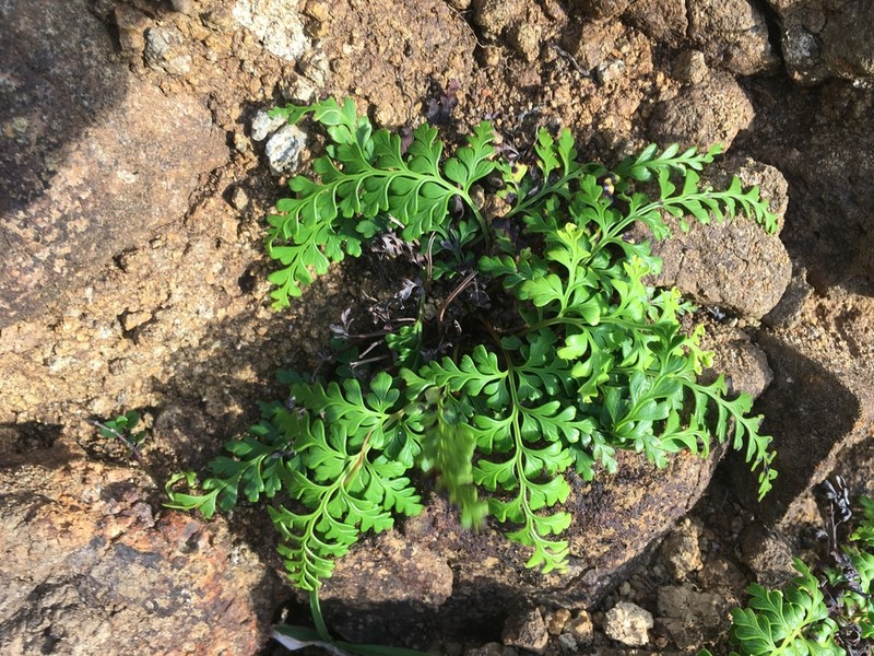 Odontosoria biflora photo 3
