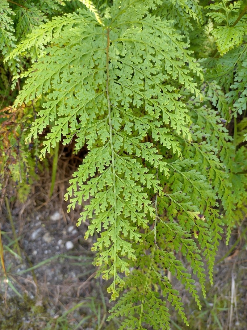Odontosoria biflora photo 4