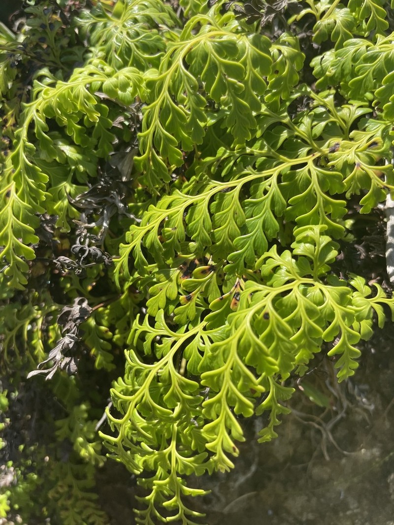 Odontosoria biflora photo 5