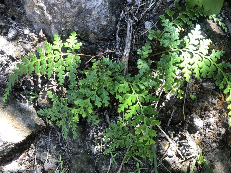 Odontosoria biflora photo 6