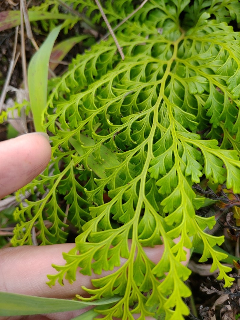 Odontosoria biflora photo 7