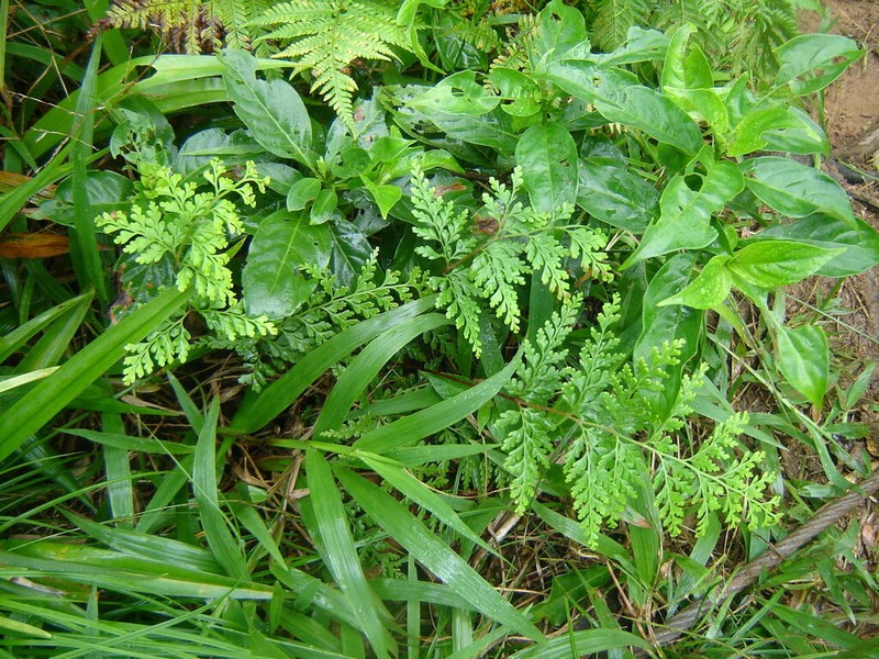 Odontosoria biflora photo 8