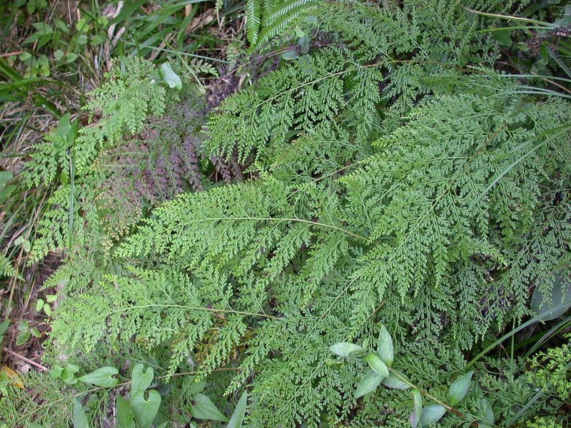 Chinese Creepingfern photo 5