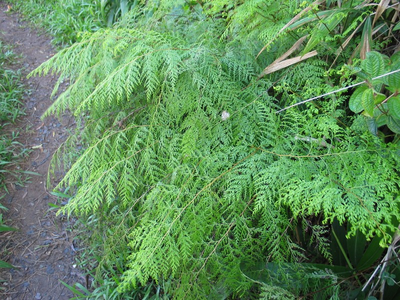 Chinese Creepingfern