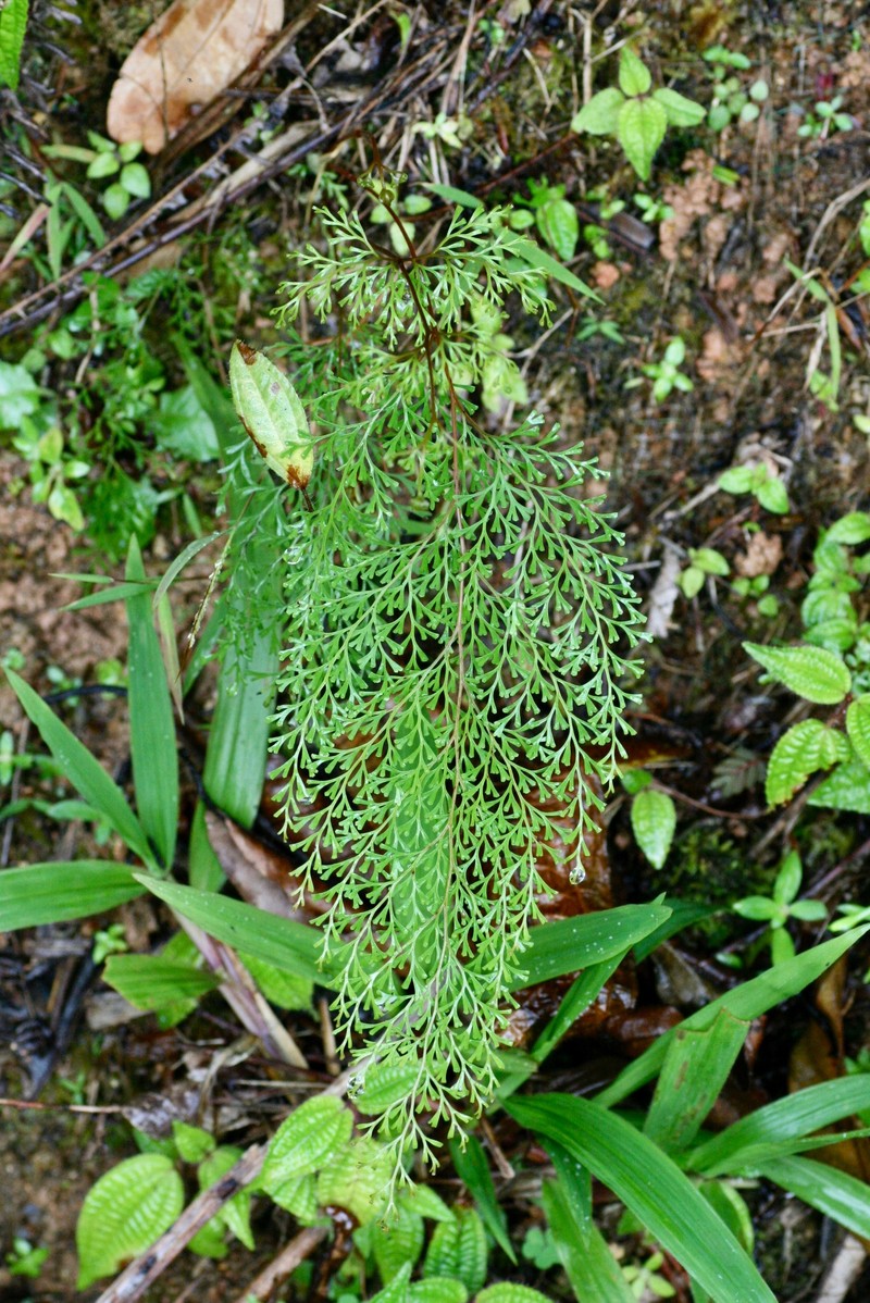 Chinese Creepingfern photo 2