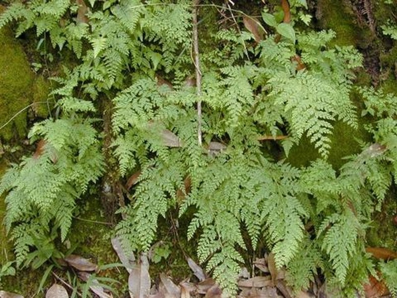 Chinese Creepingfern photo 3