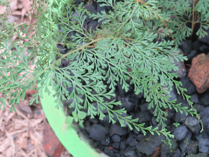 Chinese Creepingfern photo 4