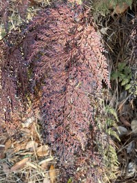 Chinese Creepingfern
