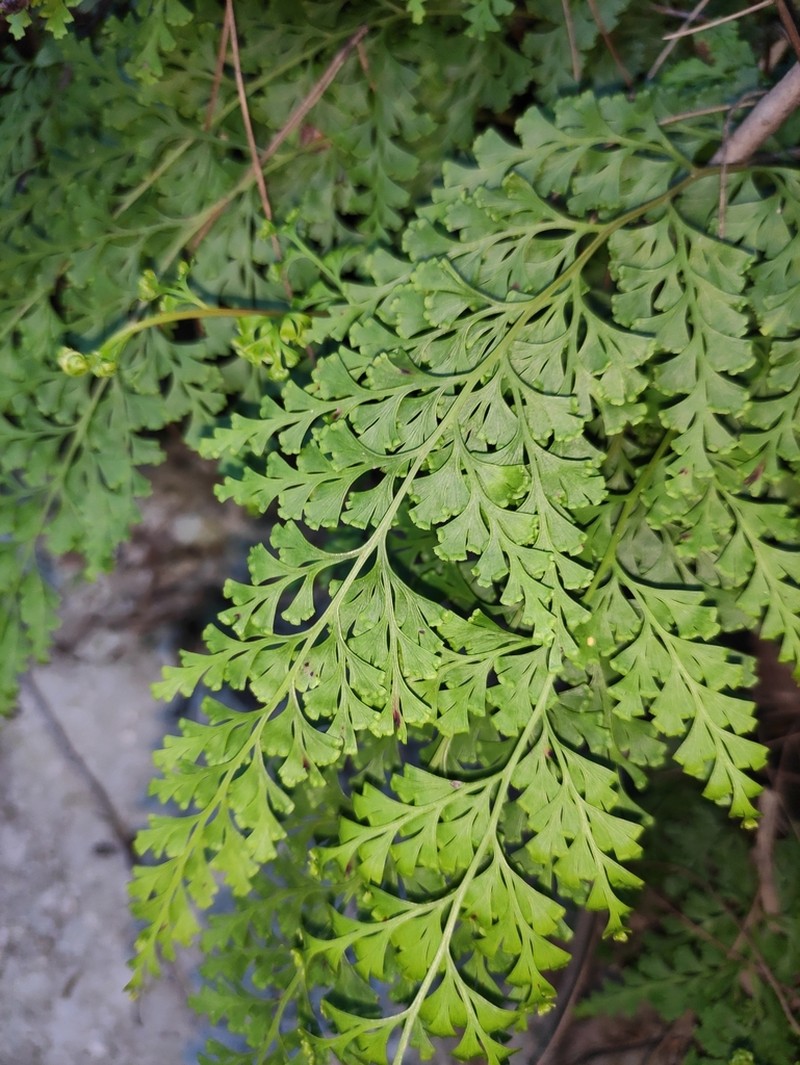 Chinese Creepingfern photo 2