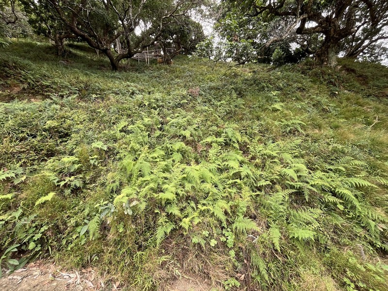 Chinese Creepingfern photo 3