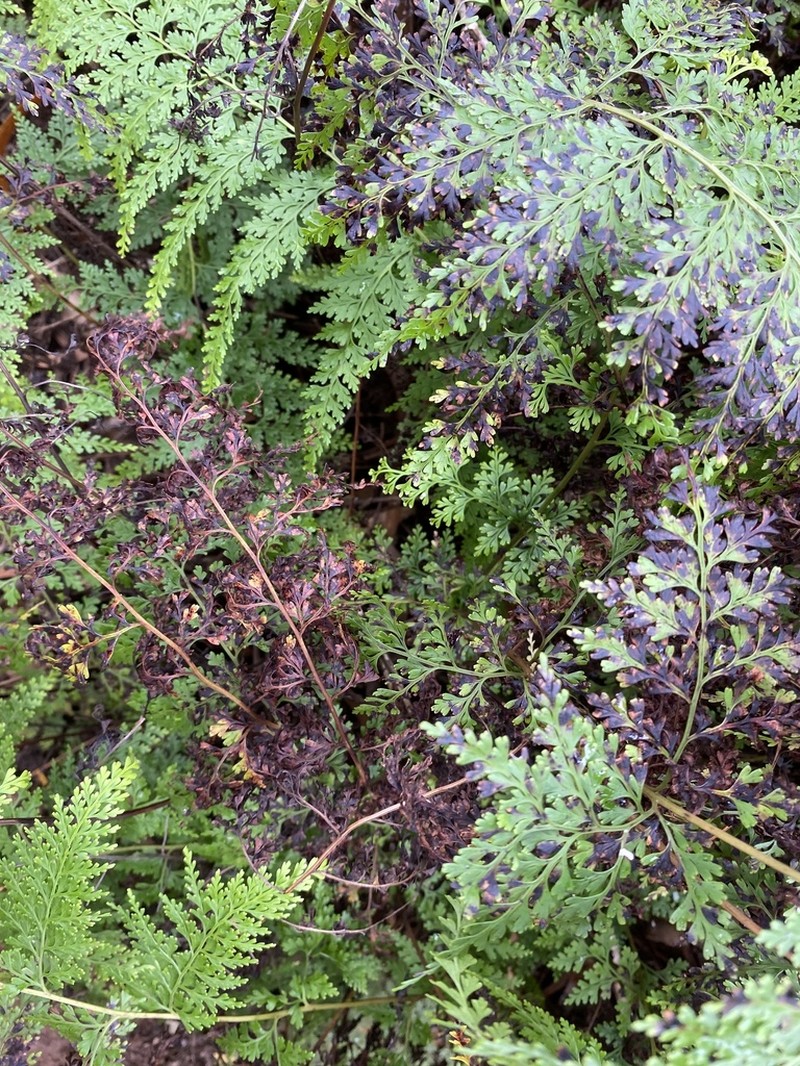 Chinese Creepingfern photo 4