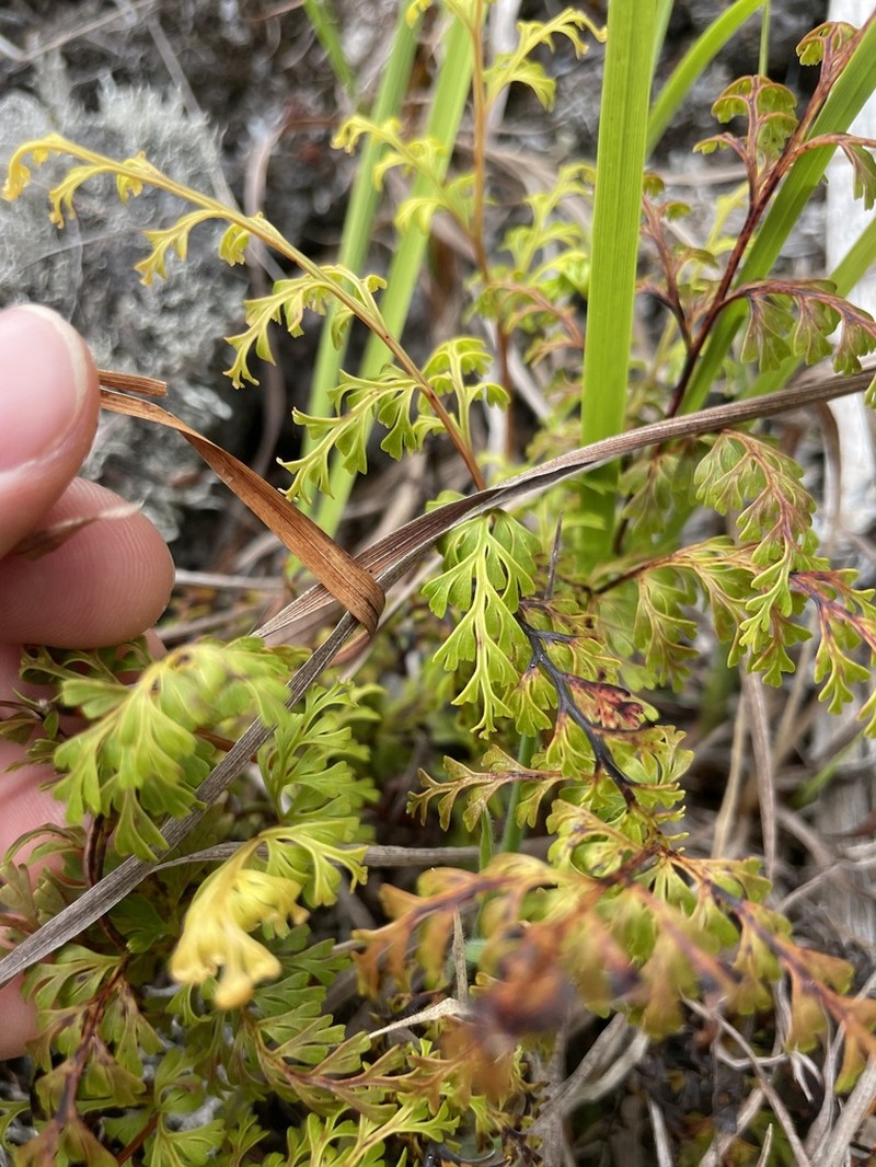 Chinese Creepingfern photo 5