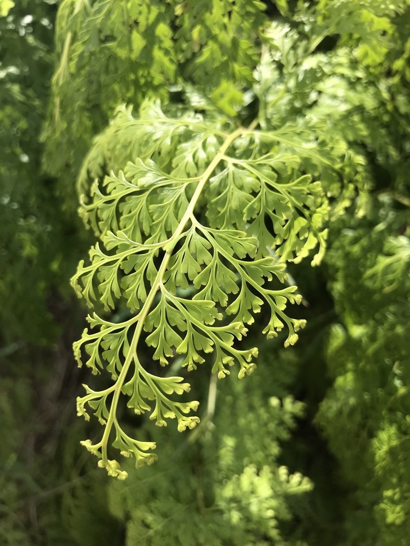 Chinese Creepingfern photo 6