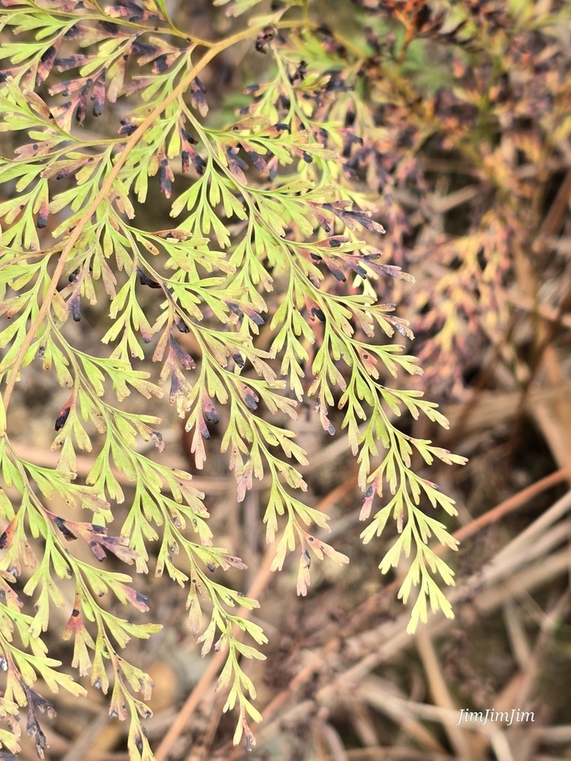 Chinese Creepingfern photo 7