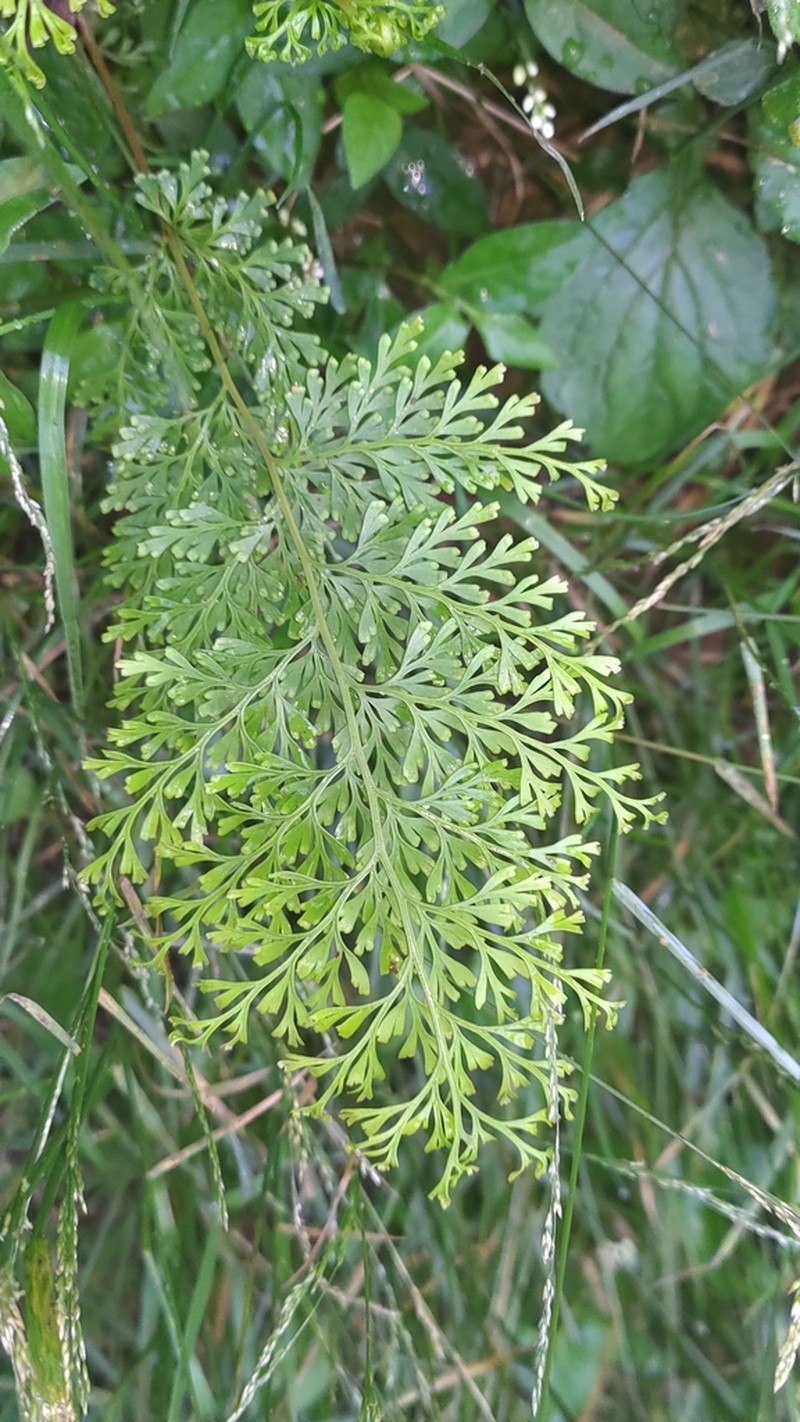 Chinese Creepingfern photo 8