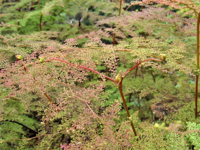 Odontosoria colombiana